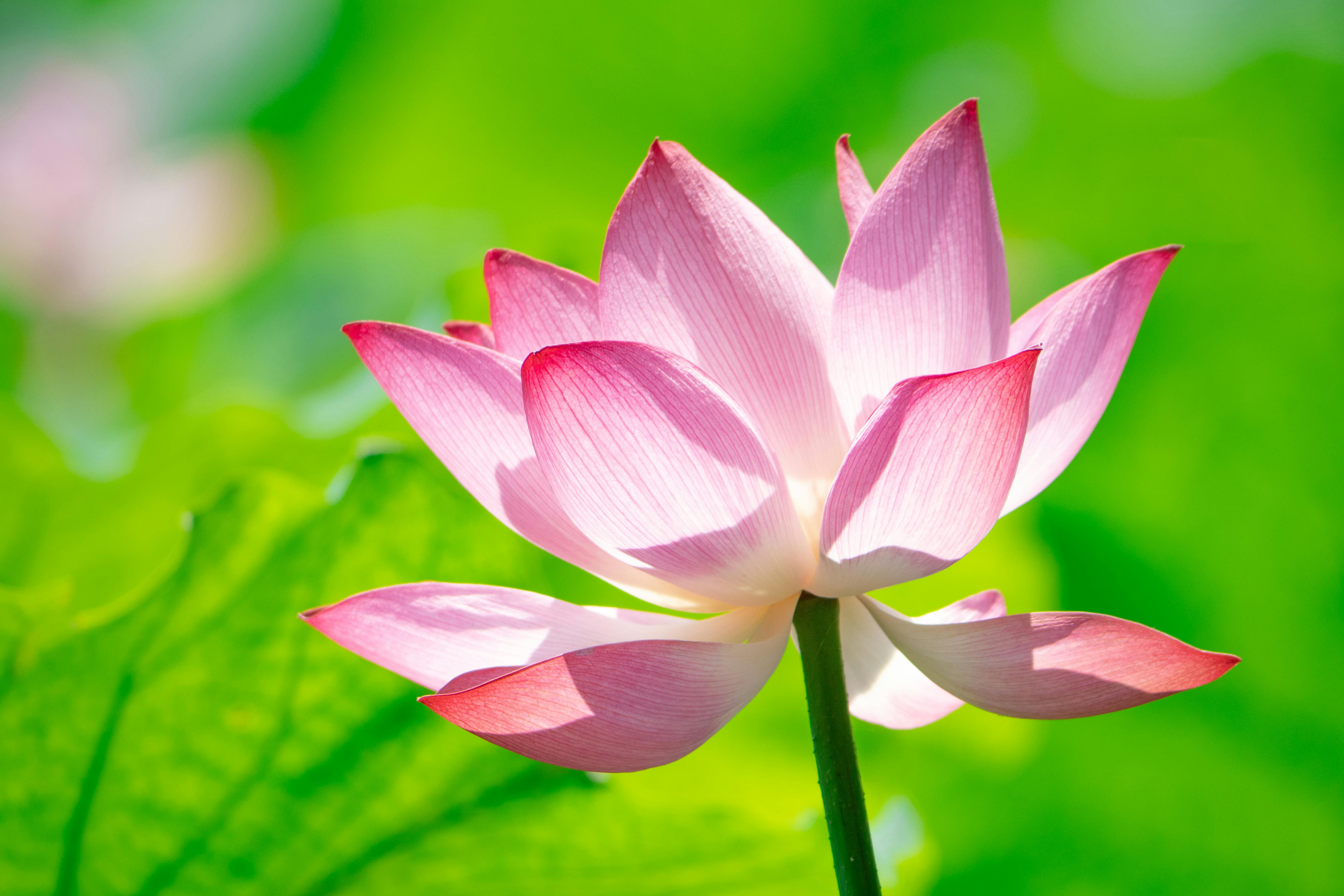 Pink Lotus
